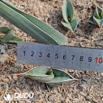 Sansevieria Bill