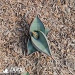 Sansevieria Bill - Image 2