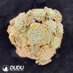 Echeveria Candy Baby Clustering