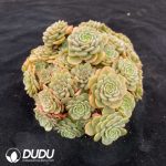 Echeveria Candy Baby Clustering - Image 2