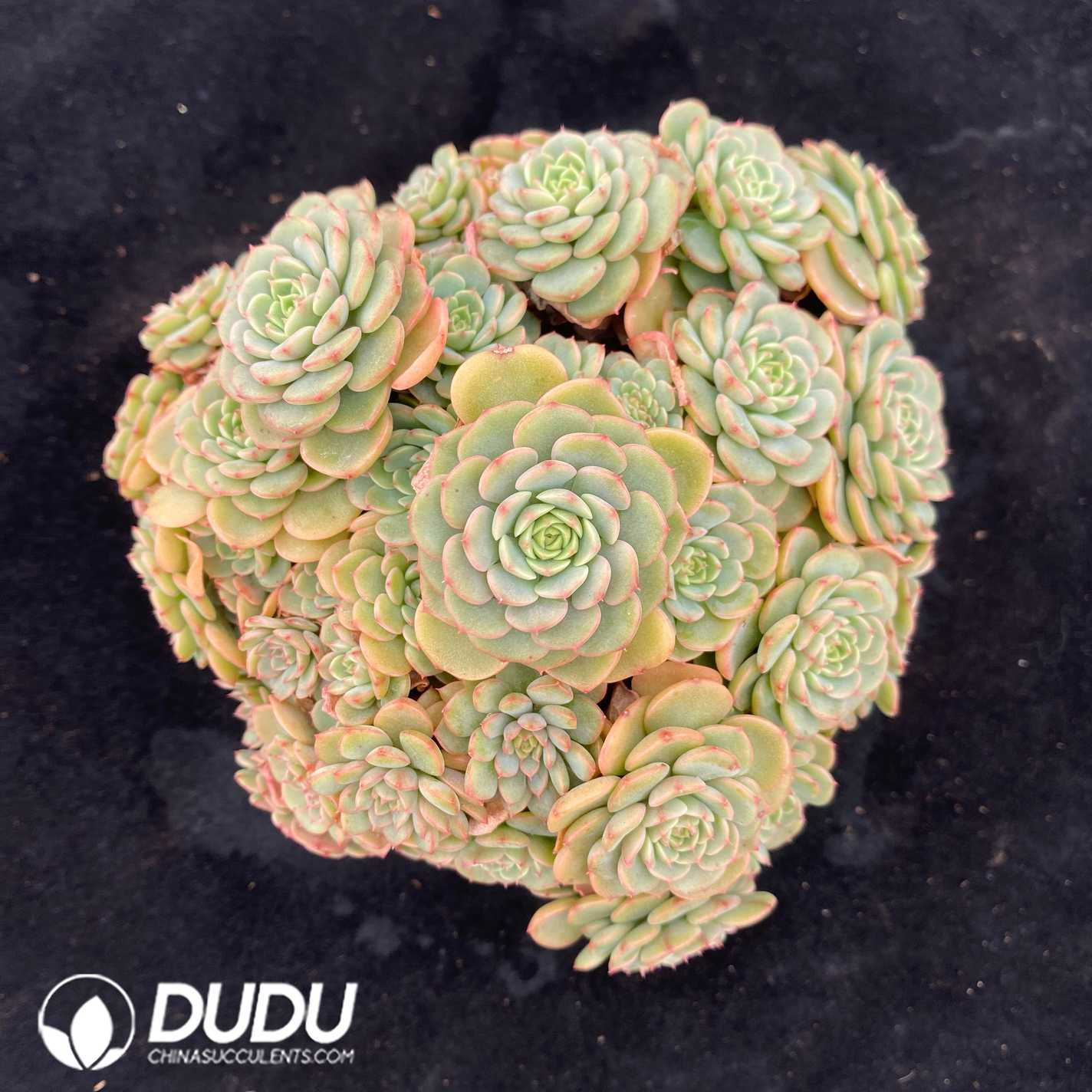 07882D125.jpg Echeveria Candy Baby Clustering - Image 1