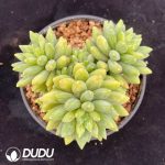 Echeveria Adistoto Clustering