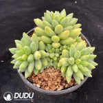 Echeveria Adistoto Clustering - Image 2