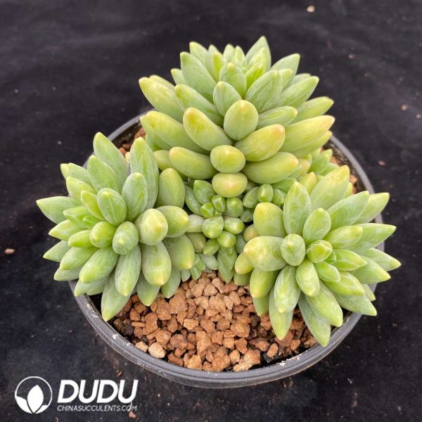 Echeveria Adistoto Clustering - Image 2