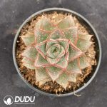 Echeveria Purpusorum