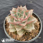 Echeveria Purpusorum - Image 2