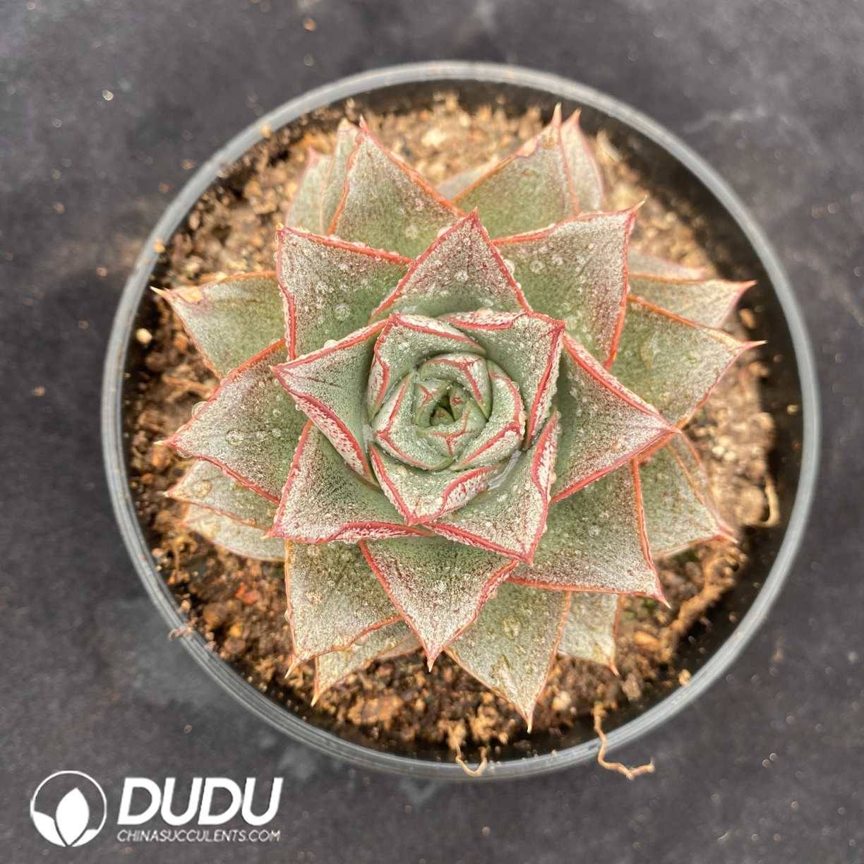 08739D160.jpg Echeveria Purpusorum - Image 1