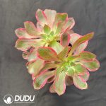 Aeonium Eye of Demon Variegated