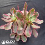 Aeonium Eye of Demon Variegated - Image 2
