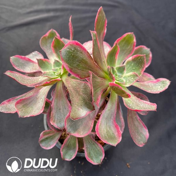 Aeonium Eye of Demon Variegated - Image 2