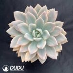 Graptoveria Opalina