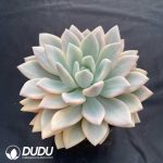 Graptoveria Opalina - Image 2