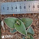 Dracaena trifasciata Rose Samurai