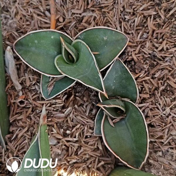 Dracaena trifasciata Rose Samurai - Image 2