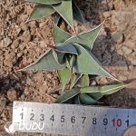 Dracaena trifasciata Walker