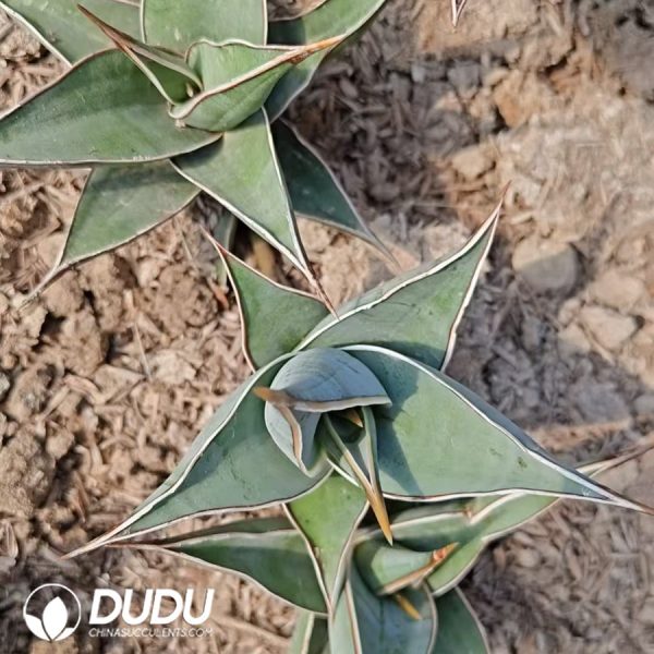 Dracaena trifasciata Walker - Image 2