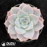 Echeveria Sakura Snow