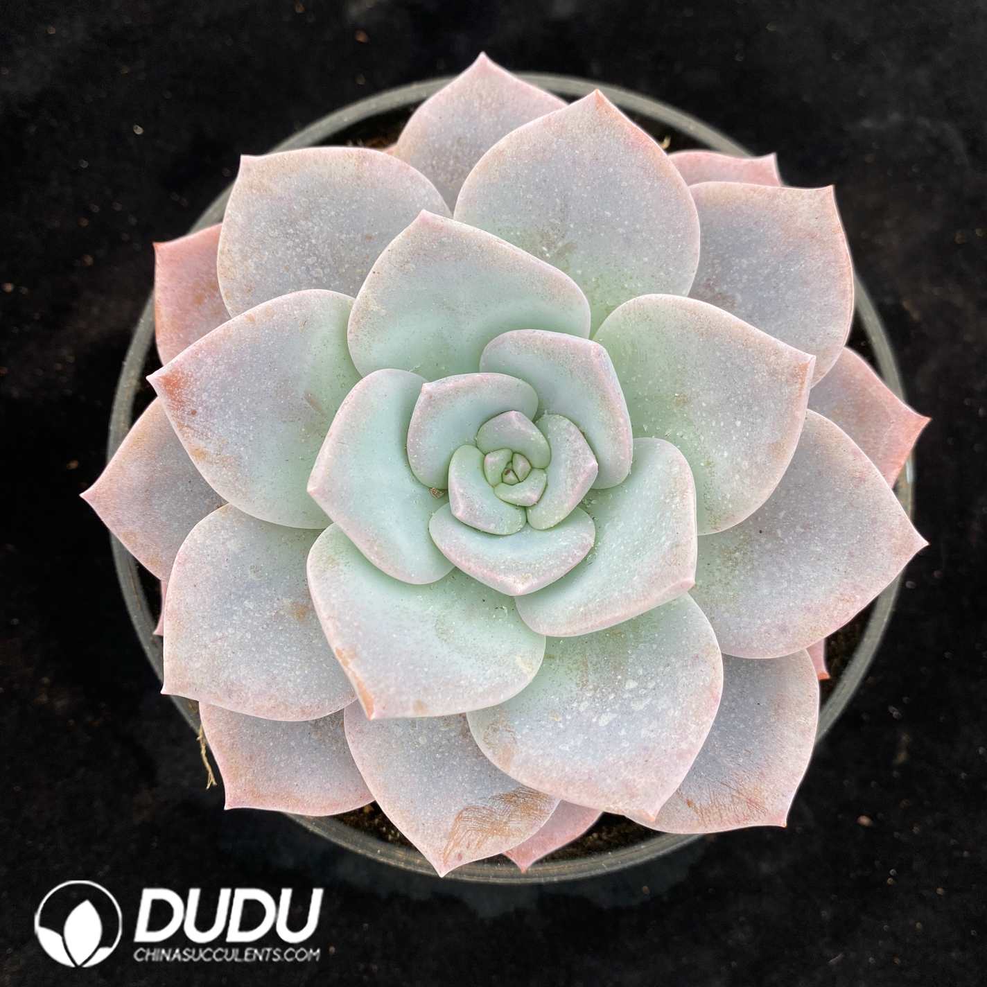 10241D160-1.jpg Echeveria Sakura Snow - Image 1