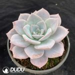 Echeveria Sakura Snow - Image 2