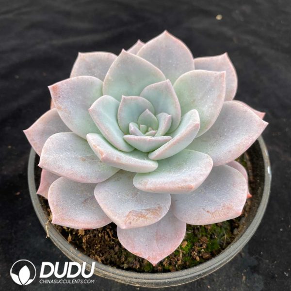 Echeveria Sakura Snow - Image 2