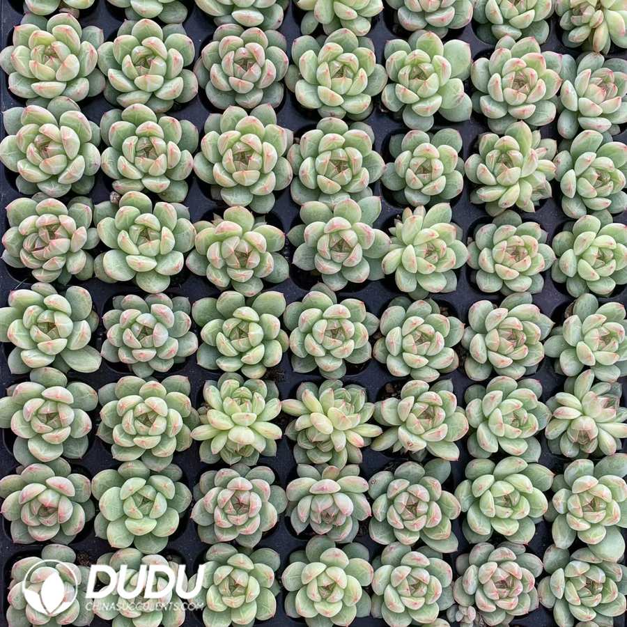 10249D30.jpg 105pcs Echeveria Snow Jenny Seedlings - Image 1