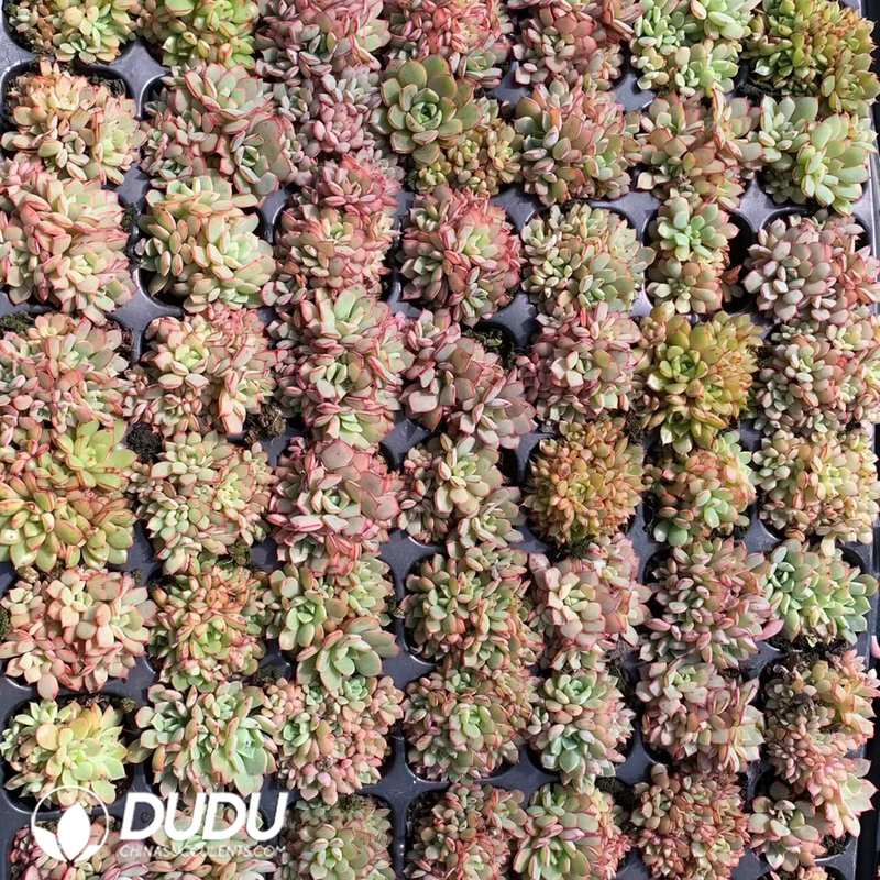10255D30.jpg 105pcs Echeveria Mini Cinderella Seedlings - Image 1