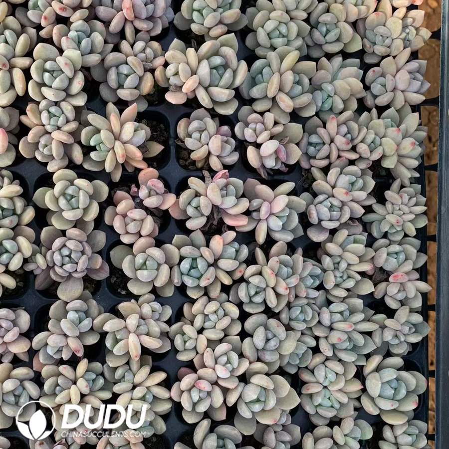 10258D30.jpg 105pcs Echeveria Tuberose Seedlings - Image 1