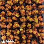 105pcs Sedum Rubrotinctum Seedlings