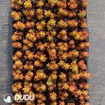 105pcs Sedum Rubrotinctum Seedlings - Image 2