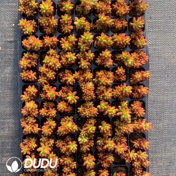 105pcs Sedum Rubrotinctum Seedlings - Image 2