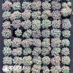 105pcs Echeveria Little Red Egg Seedlings