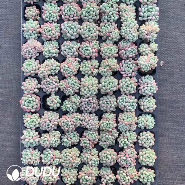 105pcs Echeveria Little Red Egg Seedlings - Image 2