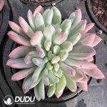 Echeveria Qingxing Beauty Variegated Clustering