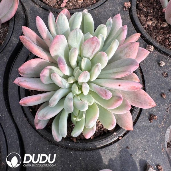 Echeveria Qingxing Beauty Variegated Clustering - Image 2