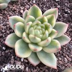 Echeveria Sunny Jenny Variegated