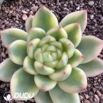 Echeveria Sunny Jenny Variegated - Image 2