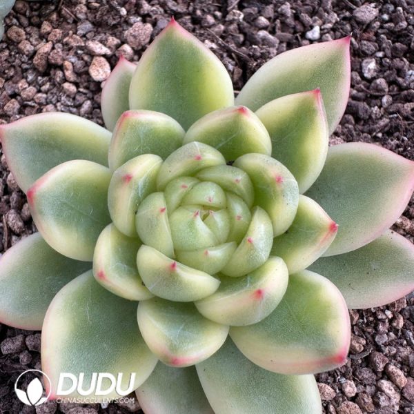 Echeveria Sunny Jenny Variegated - Image 2