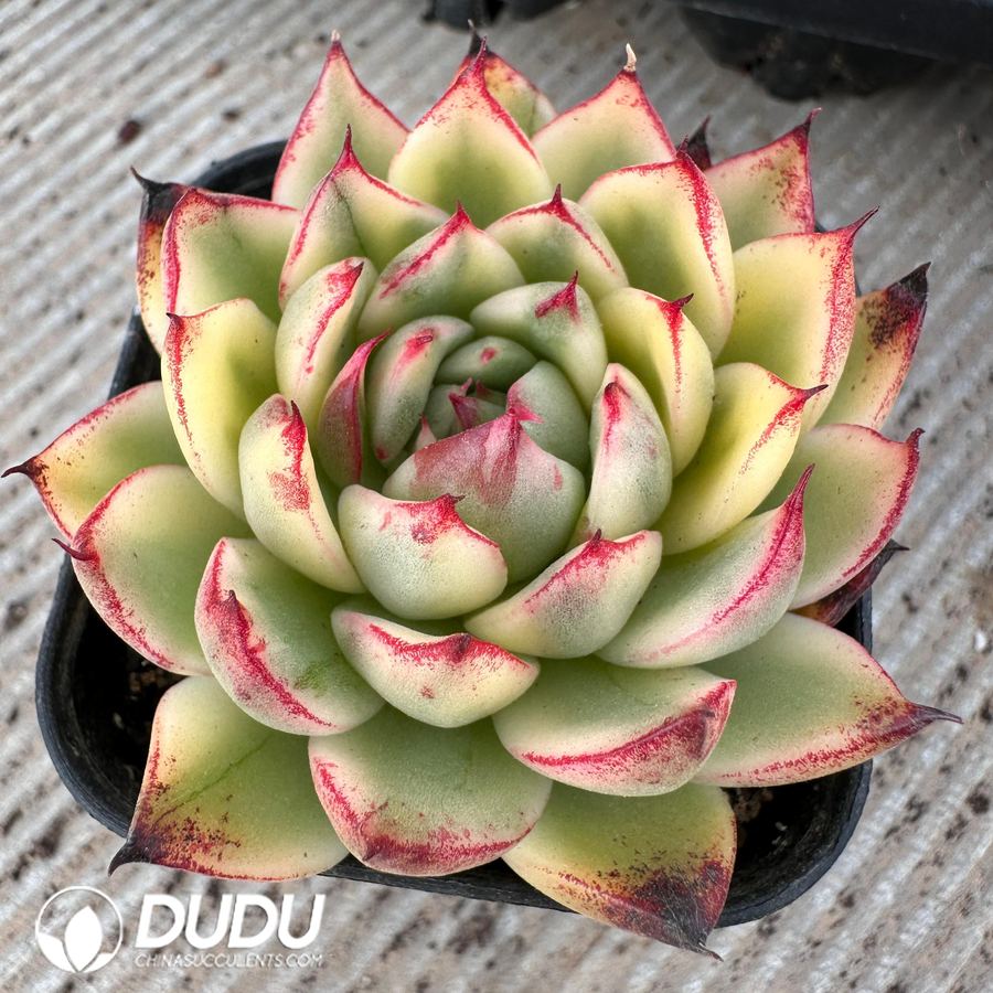 10471D70.jpg Echeveria Ebony Variegated - Image 1