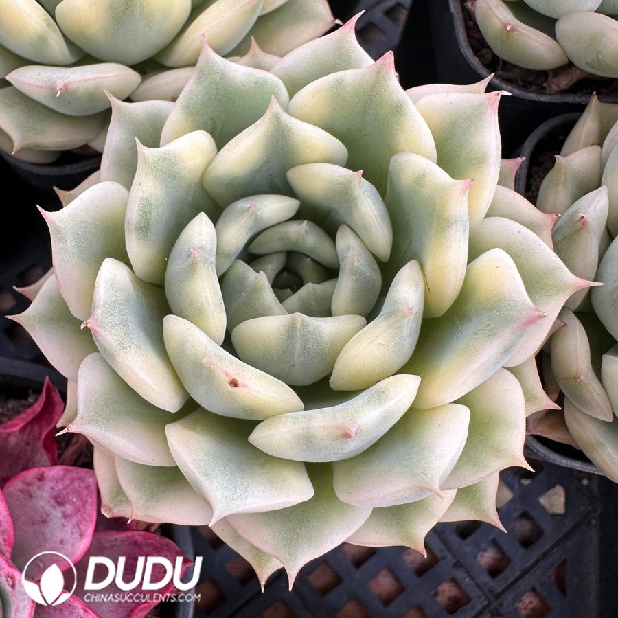10473D60.jpg Echeveria Pink Ali Variegated - Image 1