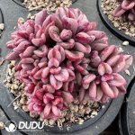 Echeveria Rezry Variegated Clustering - Image 2