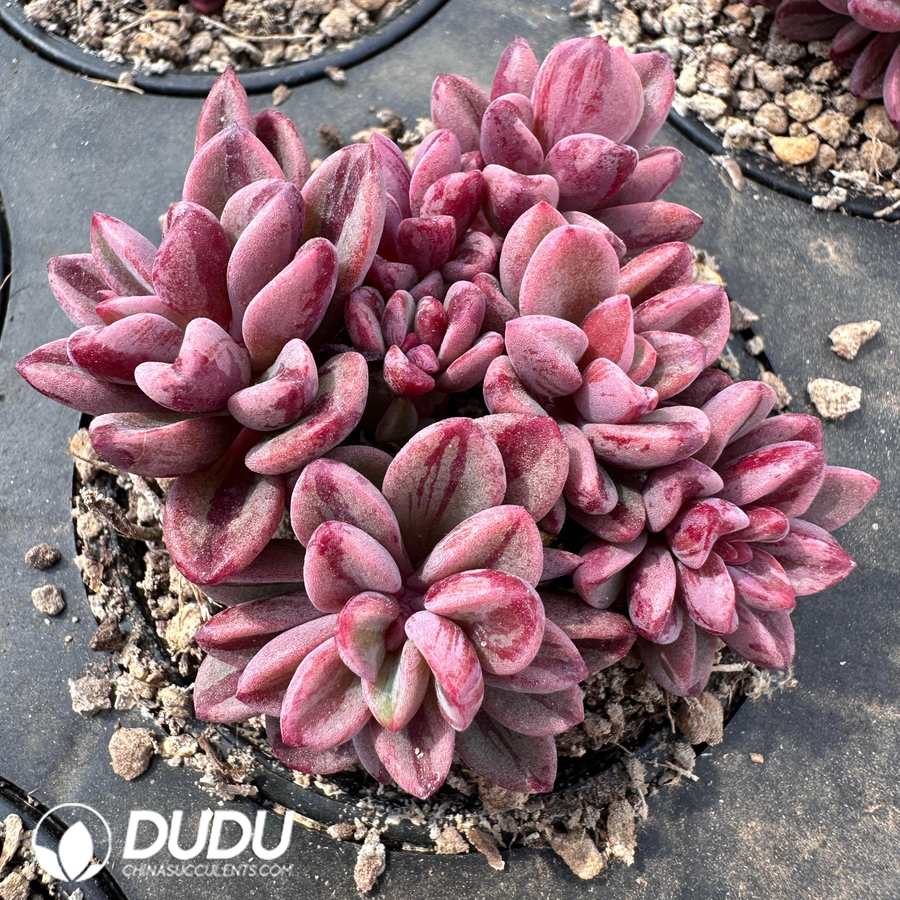 10474D60.jpg Echeveria Rezry Variegated Clustering - Image 1
