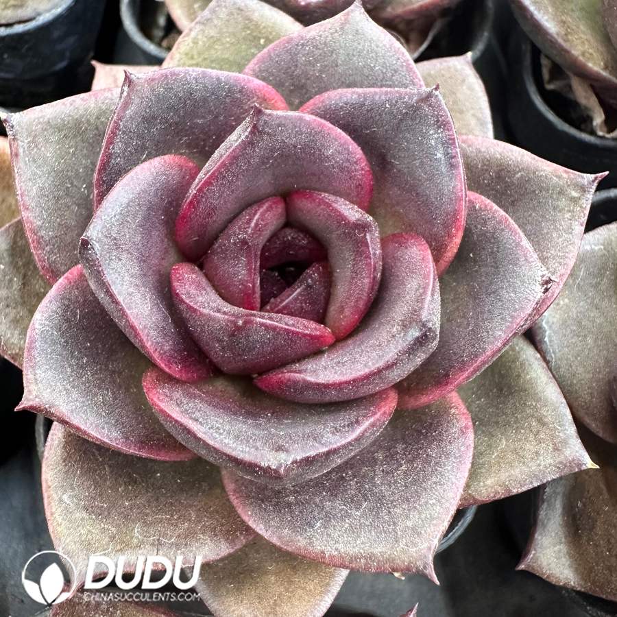 10475D60.jpg Echeveria Glowing Rose - Image 1