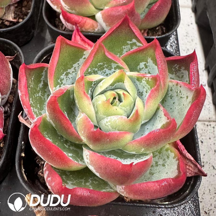 10476D60.jpg Echeveria Bingyan Single Head - Image 1