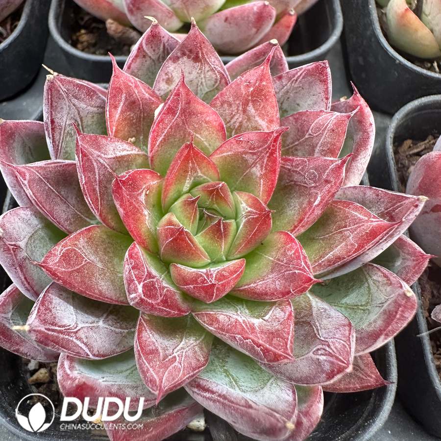 10477D60.jpg Echeveria Carola Jenny - Image 1
