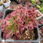 Aeonium Medusa Crestata
