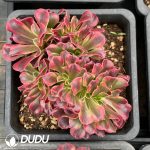 Aeonium Medusa Crestata - Image 2