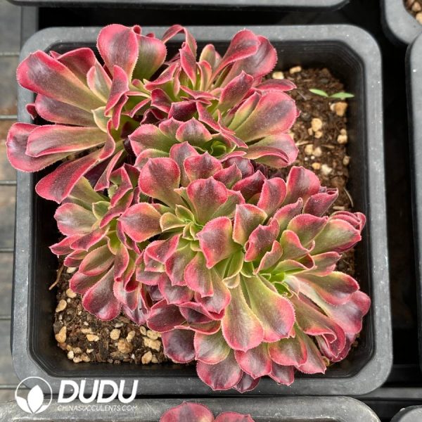Aeonium Medusa Crestata - Image 2