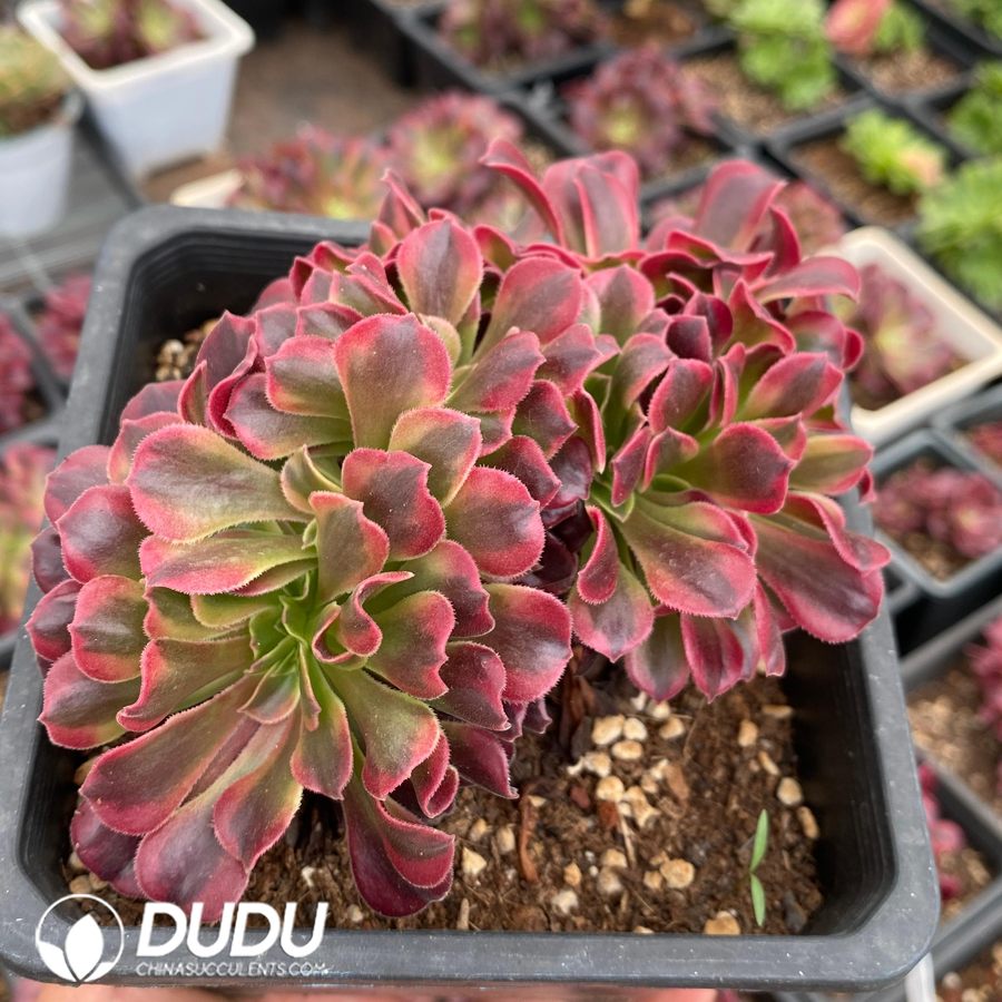 10480D120.jpg Aeonium Medusa Crestata - Image 1