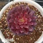 Aeonium Black Swan A - Image 2