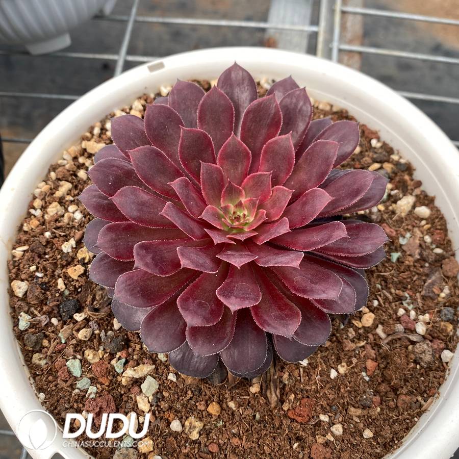 10481D100.jpg Aeonium Black Swan A - Image 1